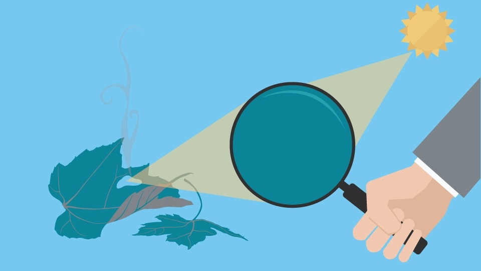 تشکیل کانونن عدسی نمونه ساده‌ای از فوکوس است