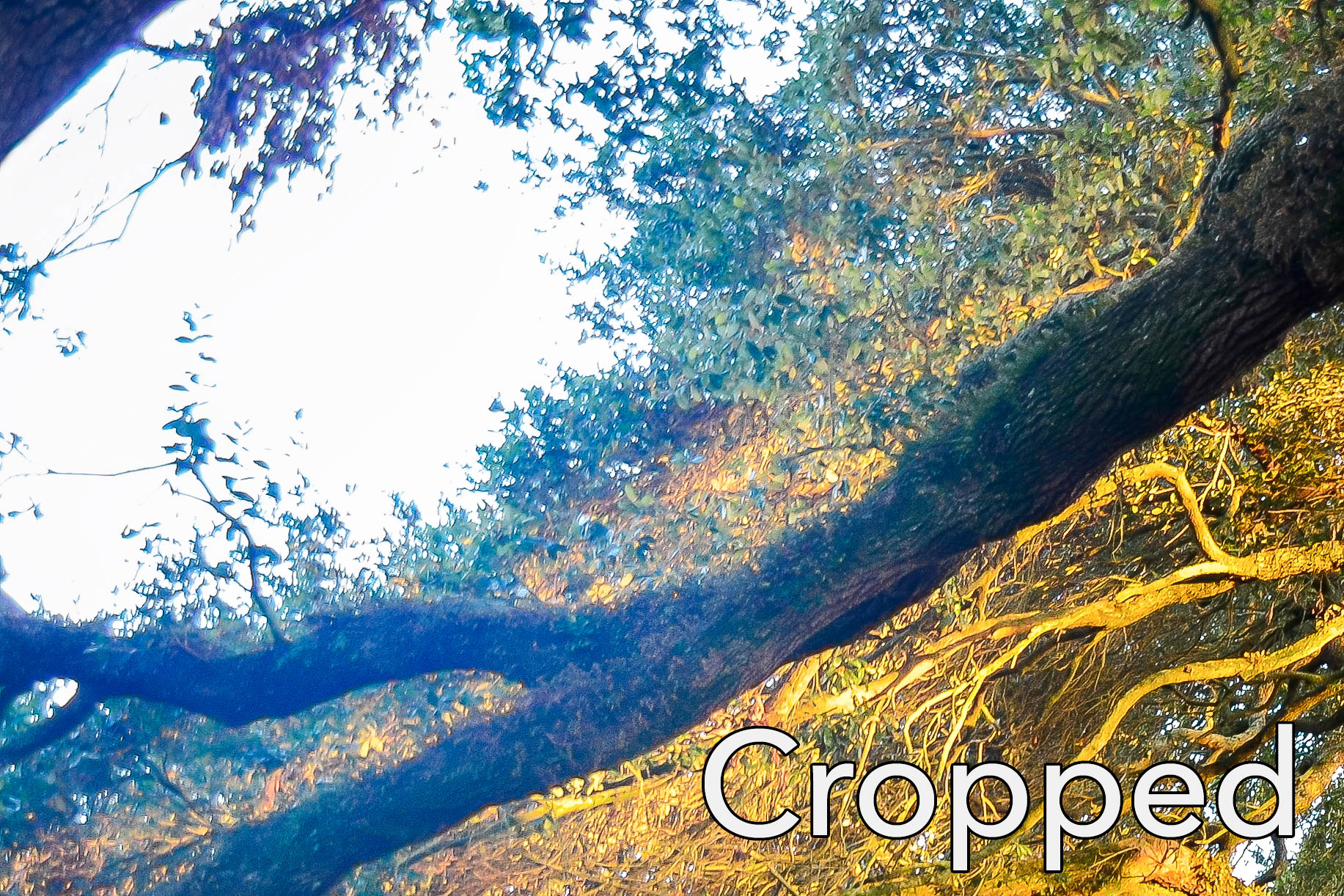 تصویری کراپ شده از عکس قبلی