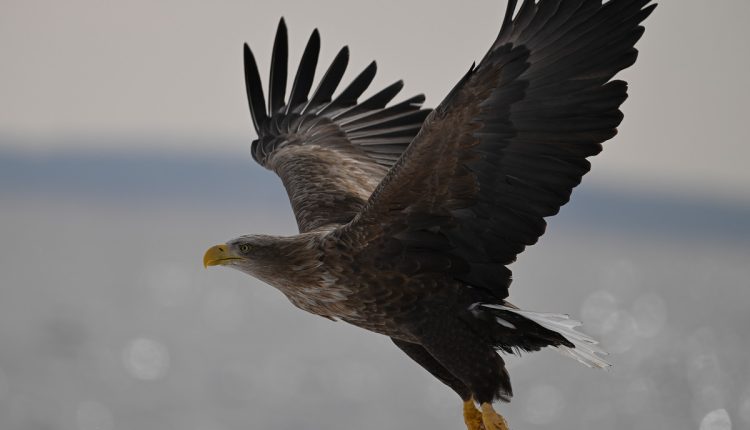تصاویر ثبت شده به همراه لنز Nikkor Z 180-600mm F5.6-6.3 VR