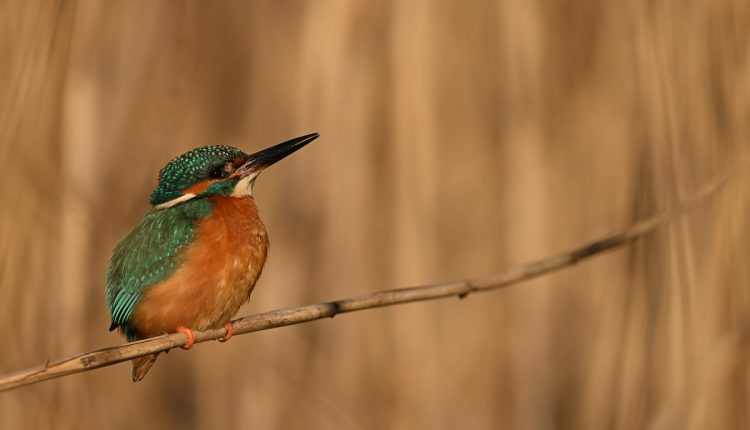 تصاویر ثبت شده به همراه لنز Nikkor Z 180-600mm F5.6-6.3 VR