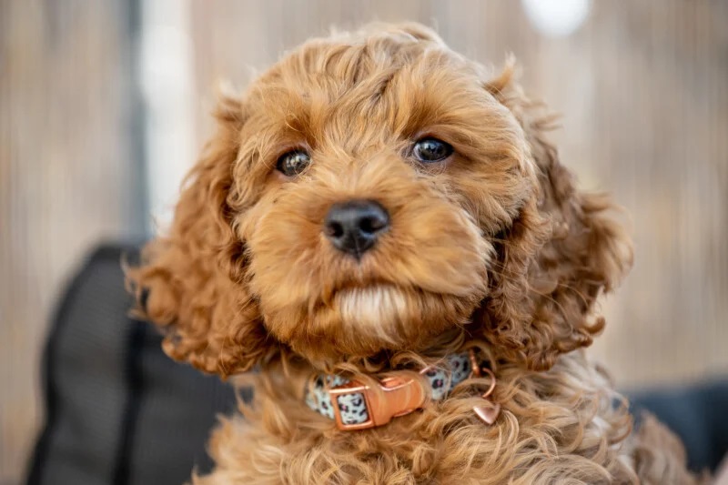 توانایی دوربین زد ۸ در تنظیم خودکار فوکوس بر روی چشم انواع سوژه‌ها