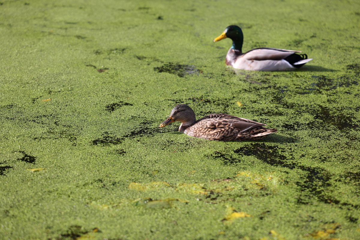 تصویر ثبت شده به همراه لنز ۱۰۵-۲۴ میلی‌متری کانن
