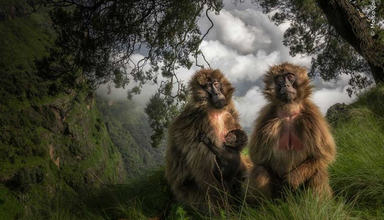 عکاسی حیات وحش