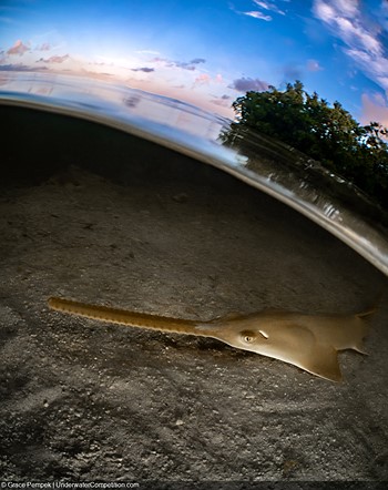 اره‌ماهی ریزدندان - مسابقه عکاسی زیر آب