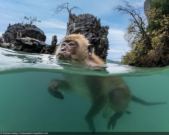 میمون شناگر - مسابقه عکاسی زیر آب