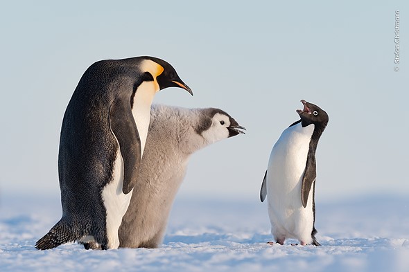 پنگوئن‌ها