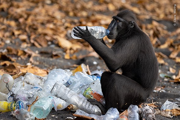 میمون در حال نوشیدن زباله