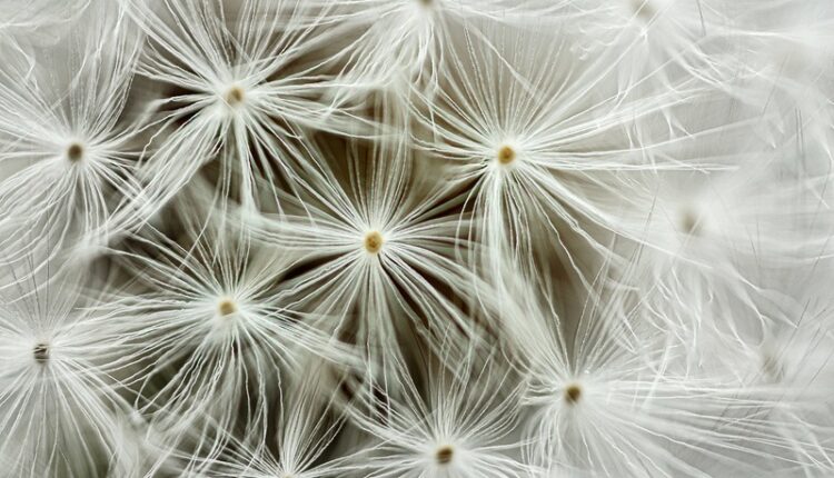 تصویر ثبت شده به همراه حلقه معکوس