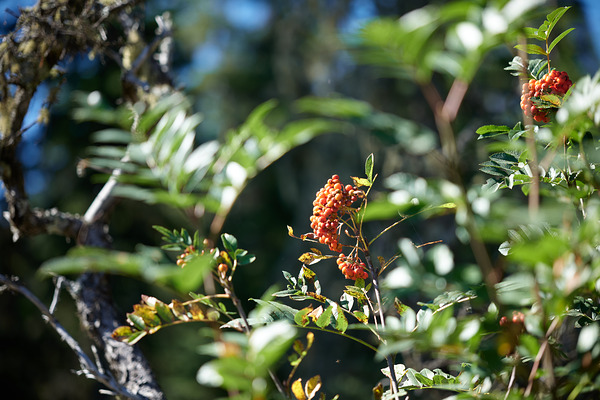 تصویری از سیگما لنز 28-105mm F2.8 Art