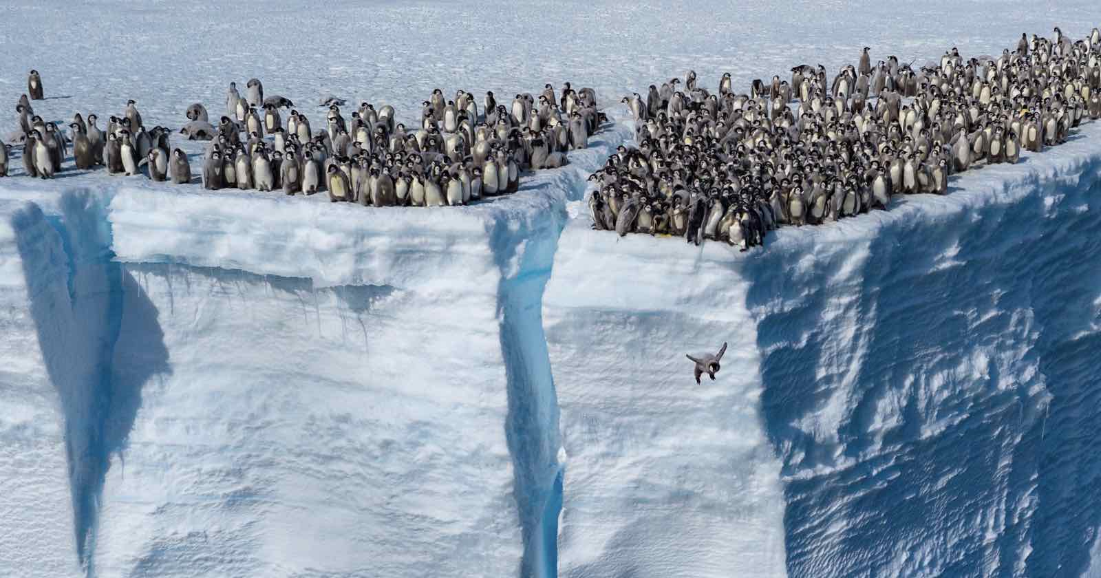 شیرجه پنگوین ها در خلیج آتکا، جنوبگان (Antarctica)