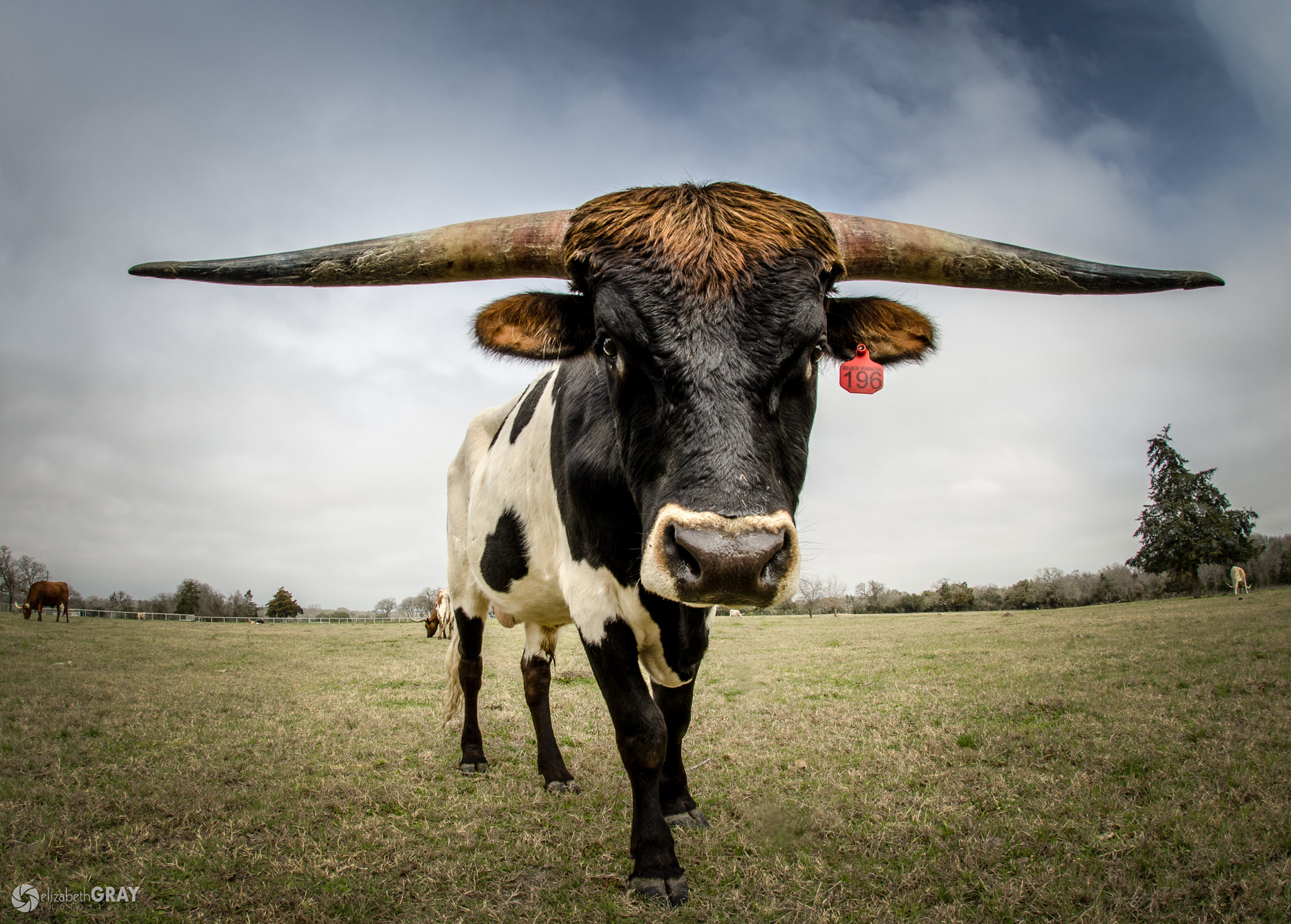 فاصله‌ کانونی