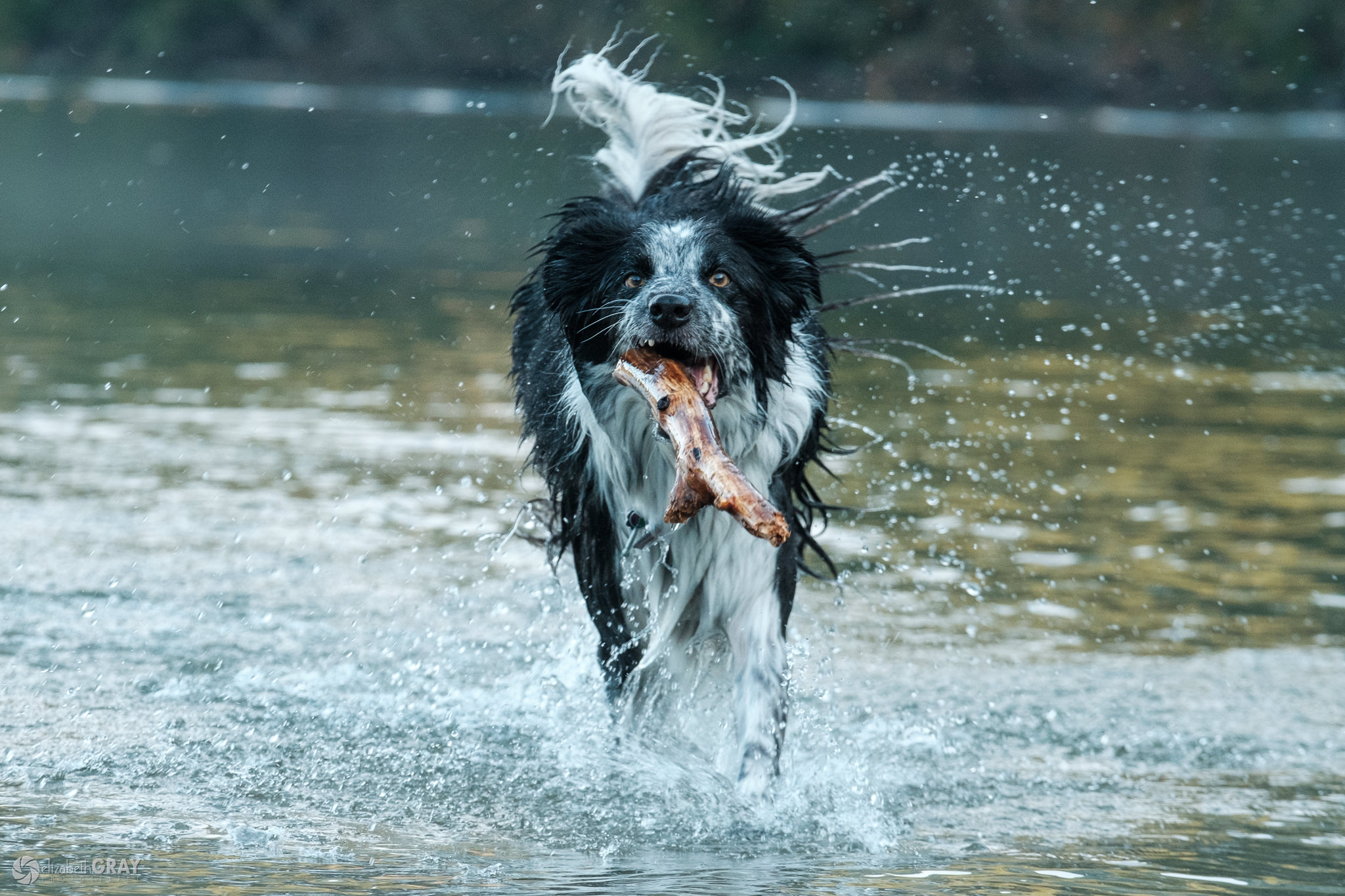 فاصله‌ کانونی