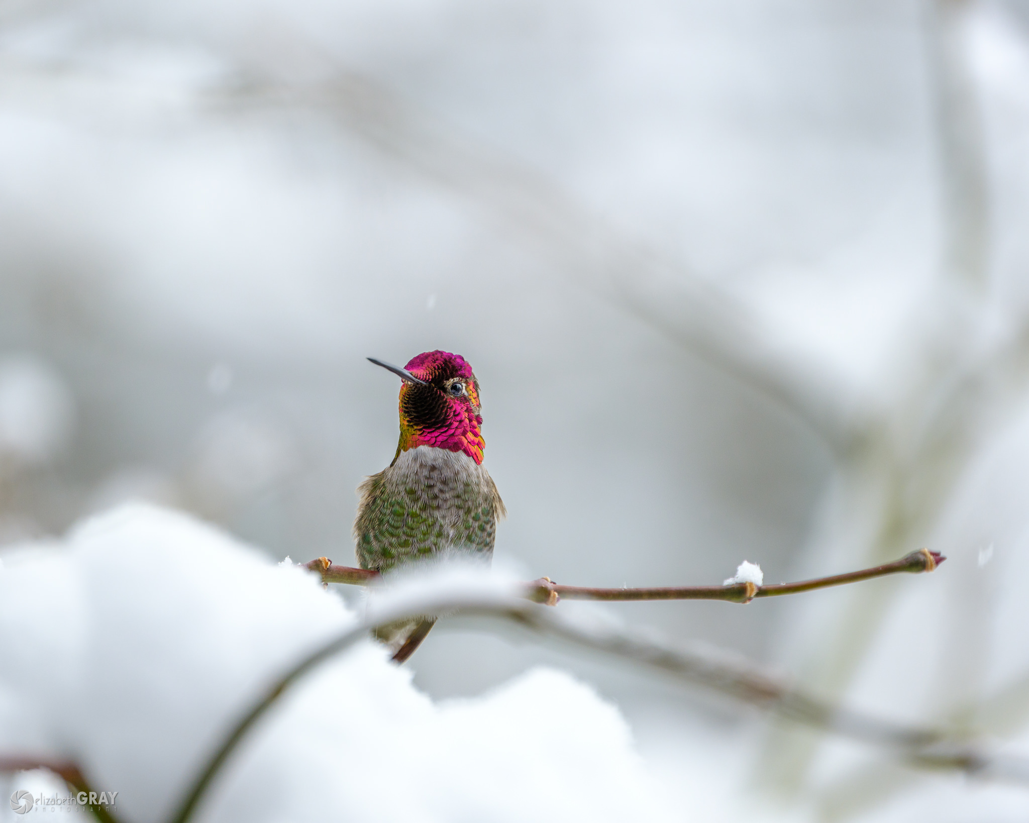 فاصله‌ کانونی