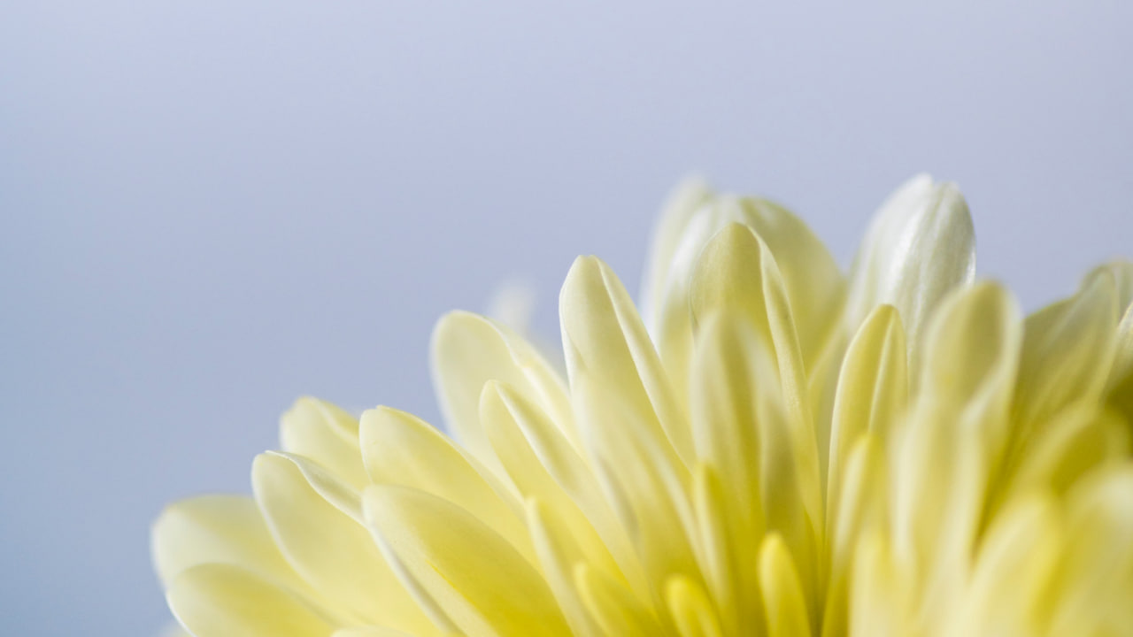 گلبرگ های گل زرد