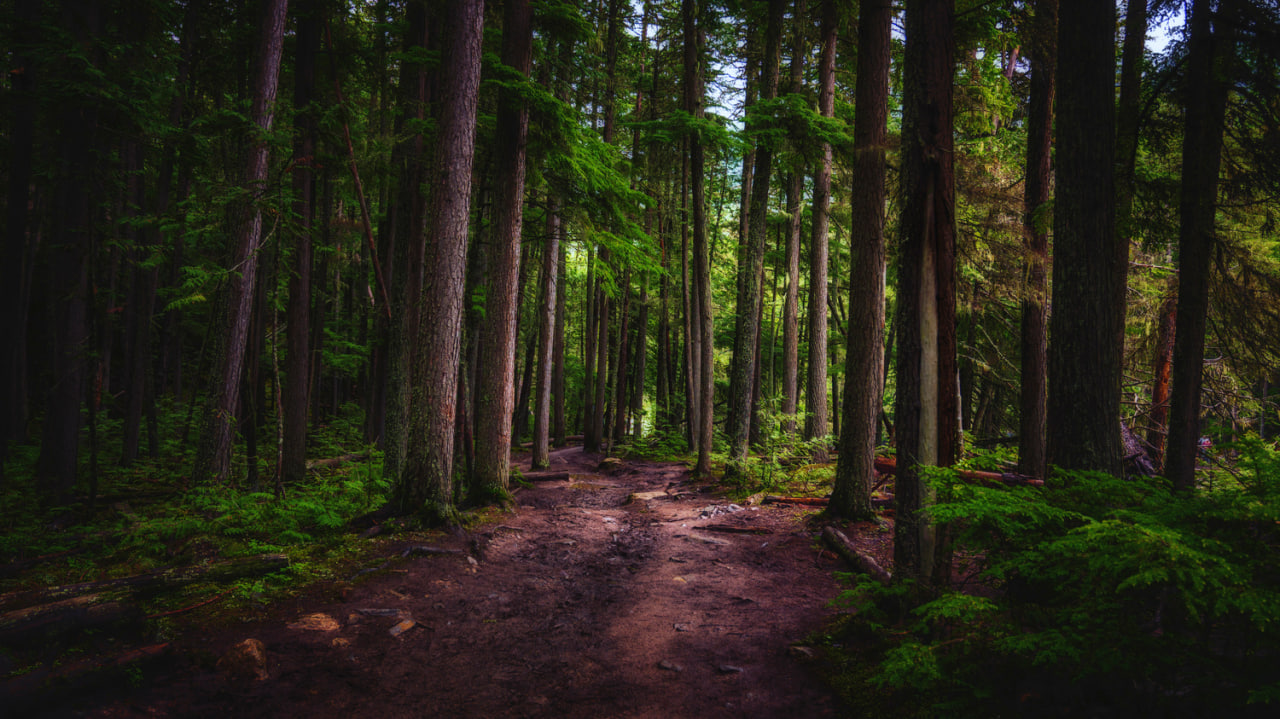 عکس جنگل نیمه تاریک