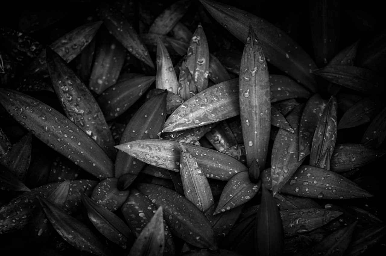 گل های سیاه و سفید