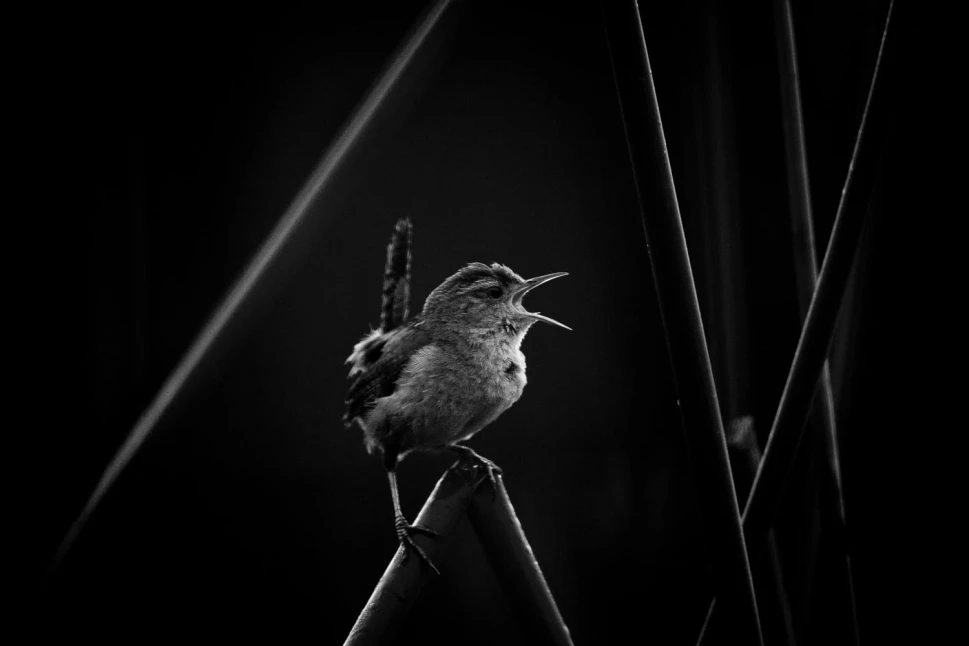 کسب درآمد از عکاسی شرکت در مسابقات عکاسی