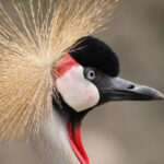 عکس گرفته شده با لنز جدید RF 75-300mm f/4-5.6 کانن