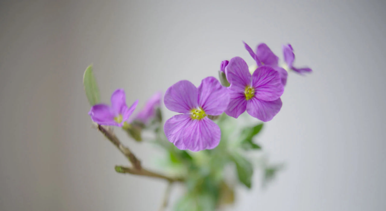 لنز سینمایی