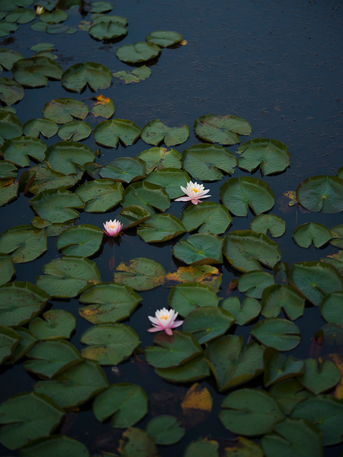 Hasselblad XCD 90mm f/2.5 V @ f/2.5, 1/100s, ISO 50