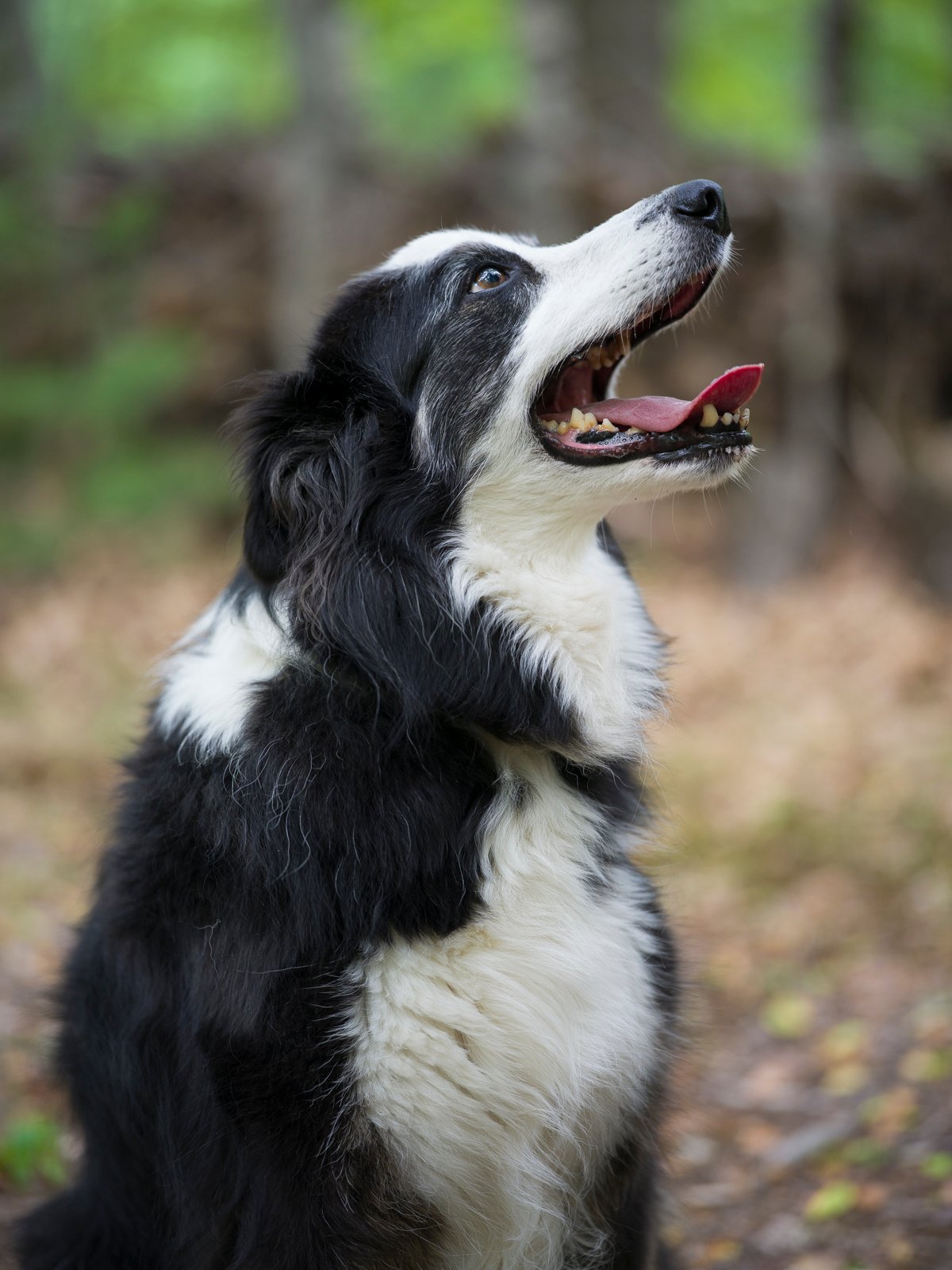 Hasselblad XCD 90mm f/2.5 V @ f/2.5, 1/250s, ISO 800 | تلاش شد تا با دوربین Hasselblad X2D II 100C از سگ در حال حرکت عکاسی شود، اما این کار تقریباً غیرممکن بود. بنابراین، سوژه‌ی ثابت انتخاب شد.