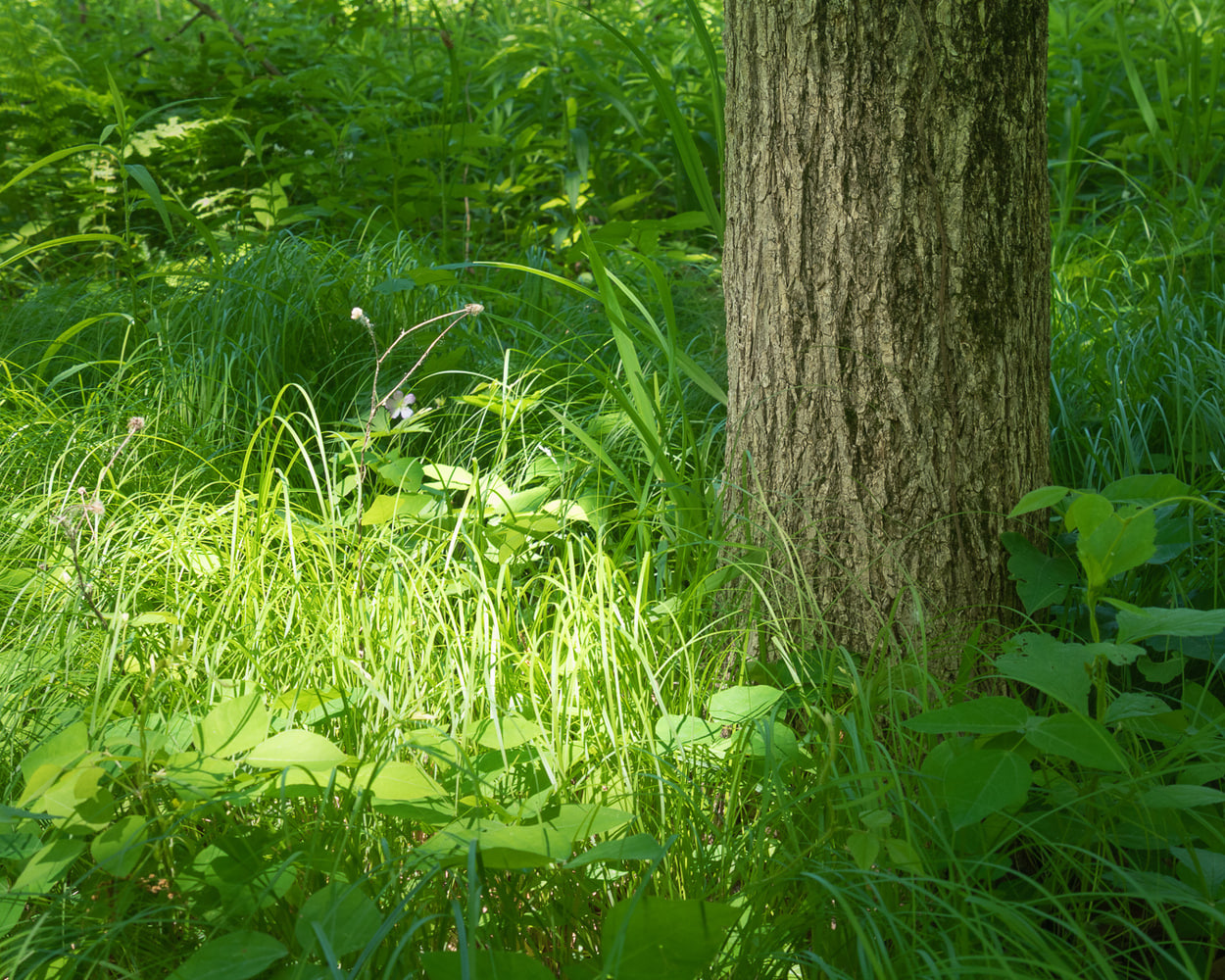 عکاسی در طبیعت